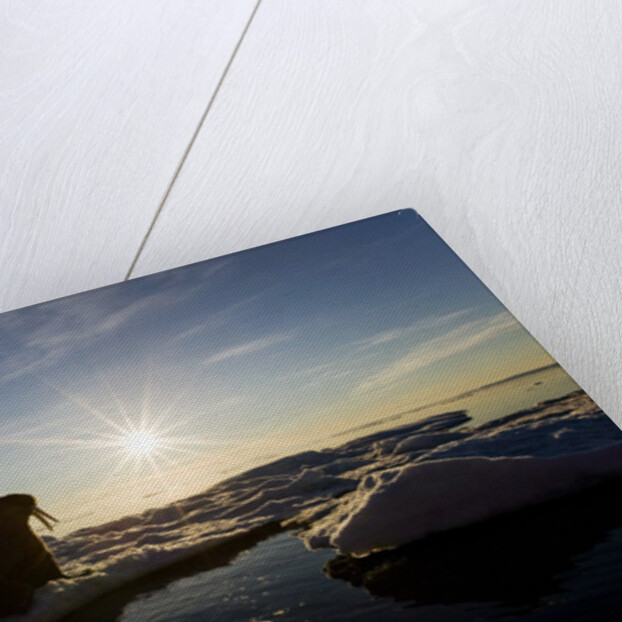 Walrus on Iceberg Near Kapp Lee in Midnight Sun by Anonymous