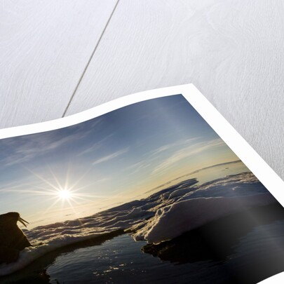 Walrus on Iceberg Near Kapp Lee in Midnight Sun by Anonymous