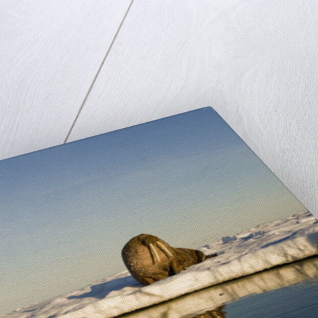 Walrus on Iceberg Near Kapp Lee in Midnight Sun by Anonymous