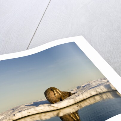 Walrus on Iceberg Near Kapp Lee in Midnight Sun by Anonymous