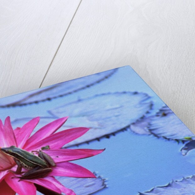 Frog on water lily in pond by Anonymous