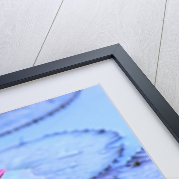 Frog on water lily in pond by Anonymous