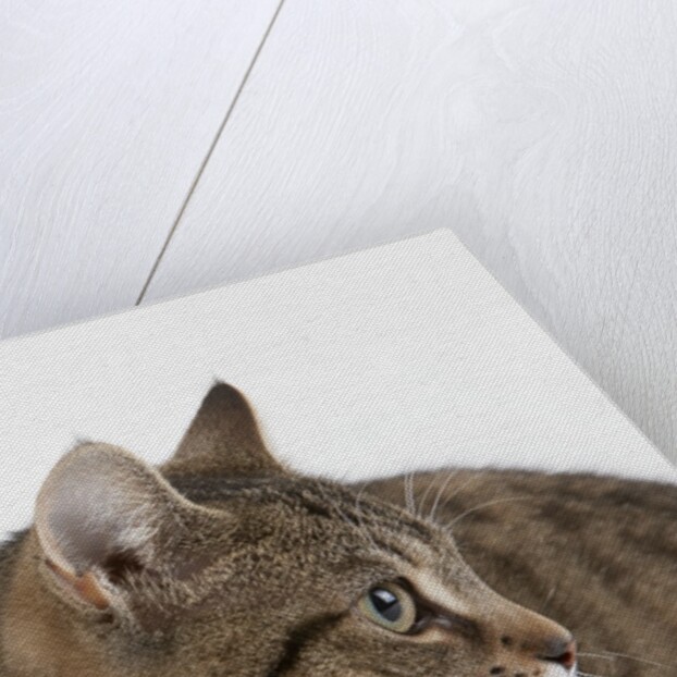 Curious Cat by Anonymous