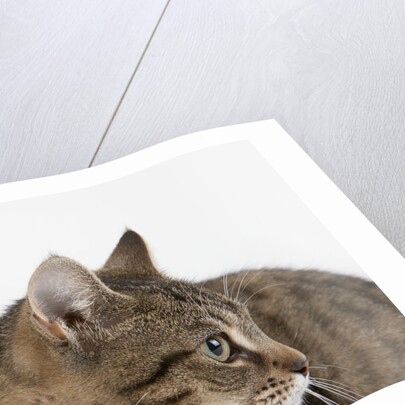 Curious Cat by Anonymous