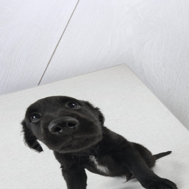 Puppy Looking at Camera by Anonymous