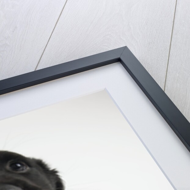 Puppy Looking at Camera by Anonymous