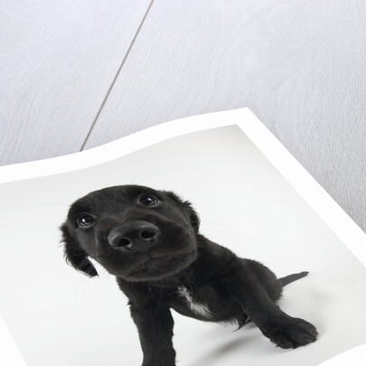 Puppy Looking at Camera by Anonymous