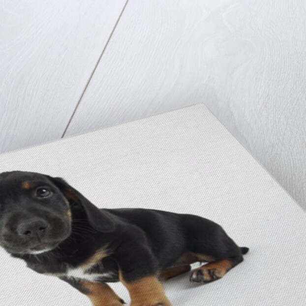 Cute Puppy by Anonymous