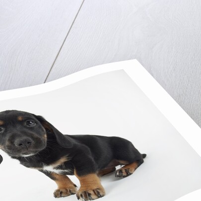 Cute Puppy by Anonymous