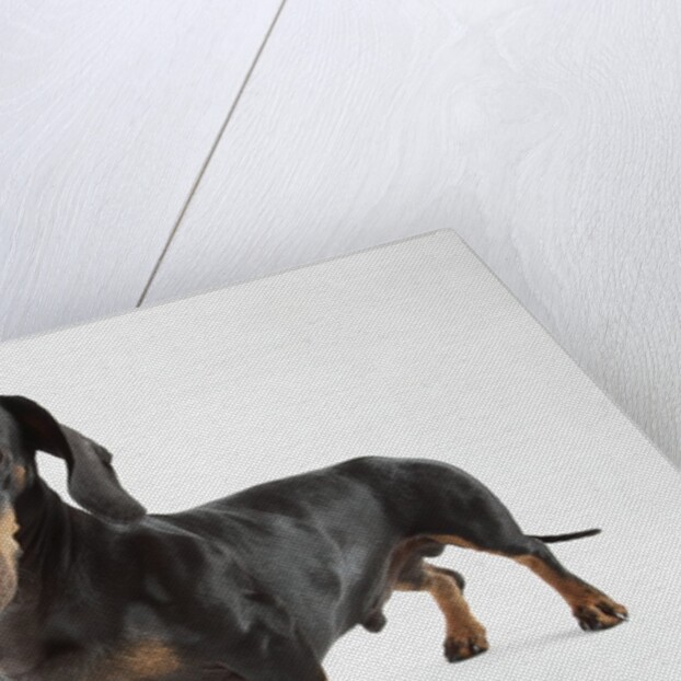 Cute Dachshund by Anonymous