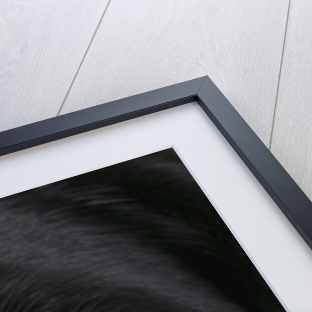 Dog's Eye and Nose by Anonymous