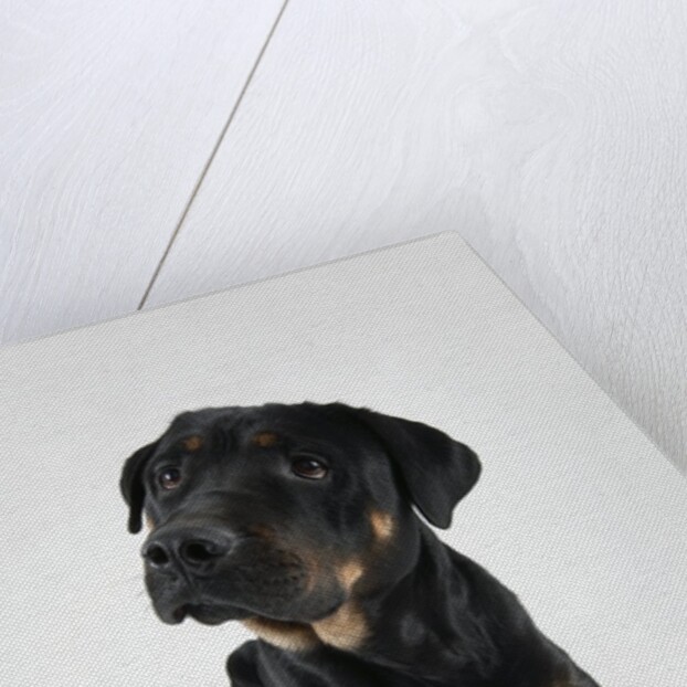Pensive Dog by Anonymous