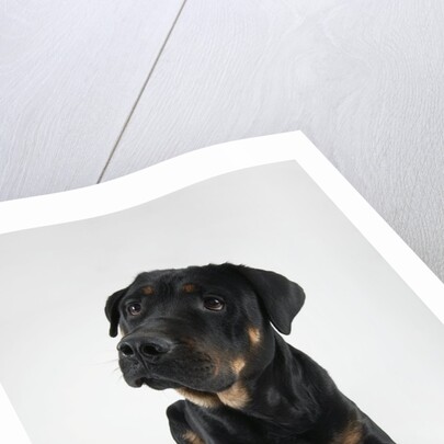 Pensive Dog by Anonymous