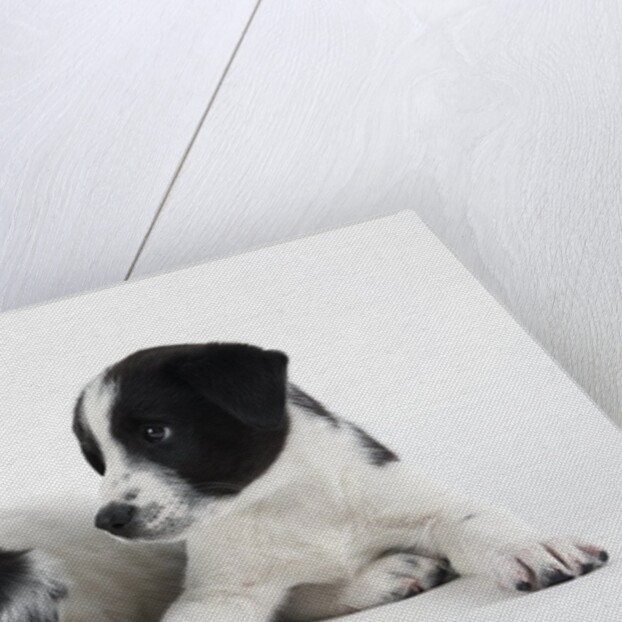 Two Puppies by Anonymous
