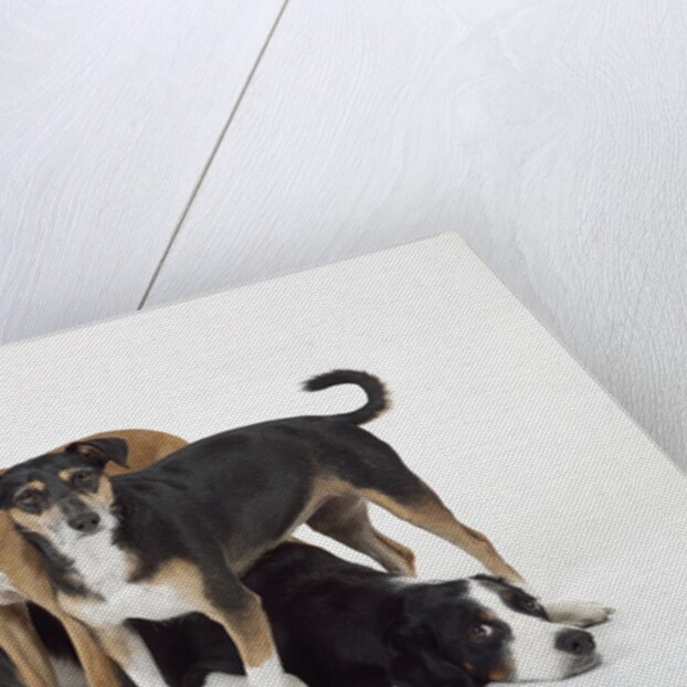 Three Dogs by Anonymous