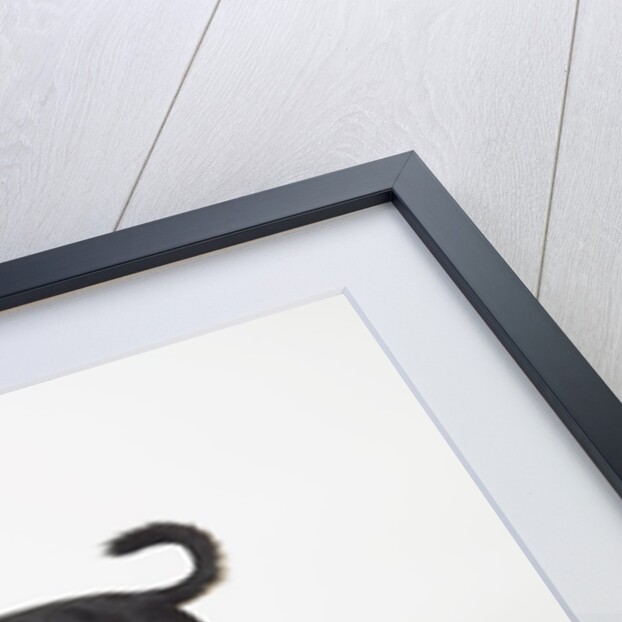 Three Dogs by Anonymous