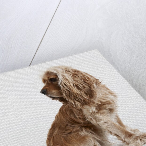 Sitting Dog by Anonymous