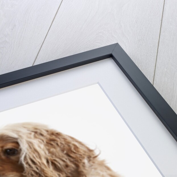 Sitting Dog by Anonymous