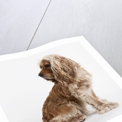 Sitting Dog by Anonymous