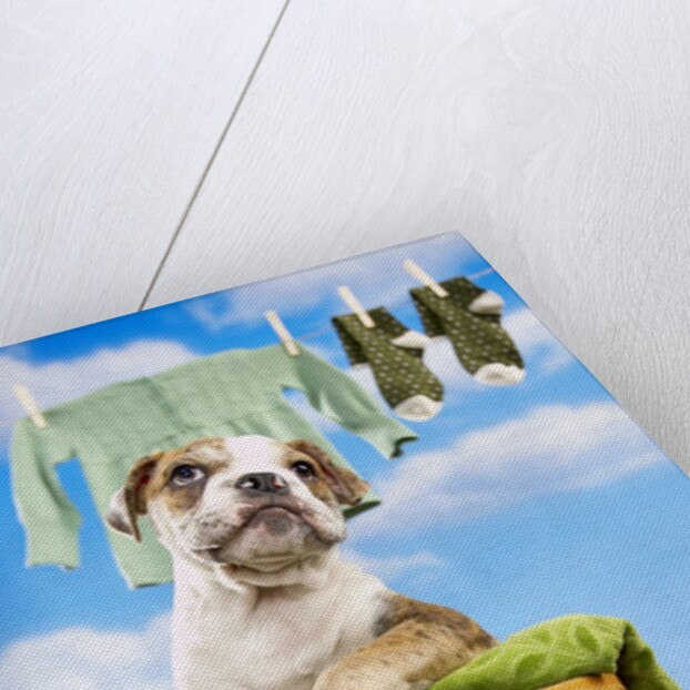 Bulldog Puppy in Laundry Basket by Anonymous