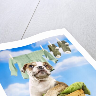 Bulldog Puppy in Laundry Basket by Anonymous
