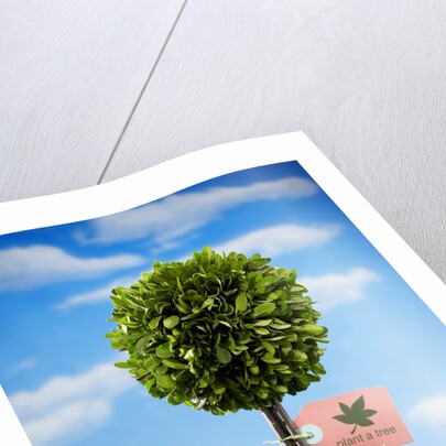 Miniature Tree in Pot by Anonymous