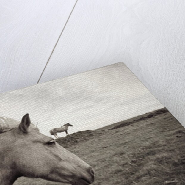 Horses in Field by Anonymous