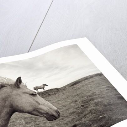 Horses in Field by Anonymous