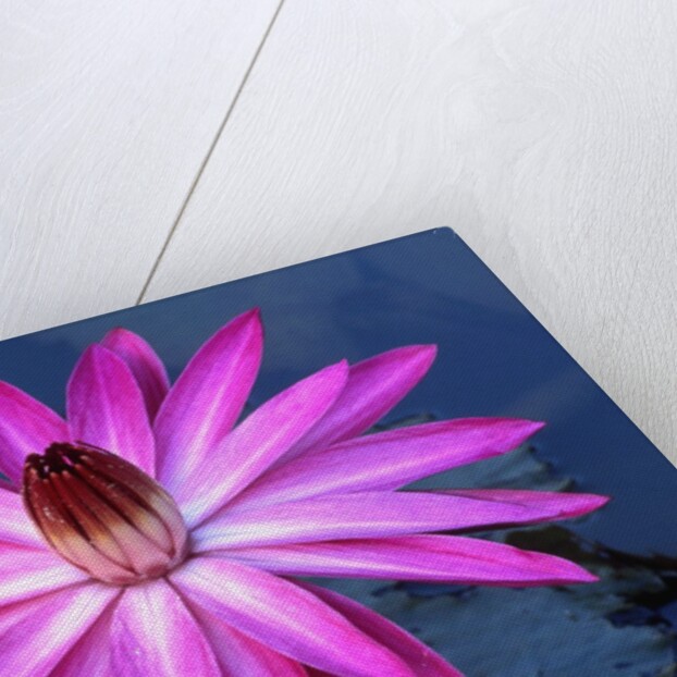 Water lily in pond by Anonymous