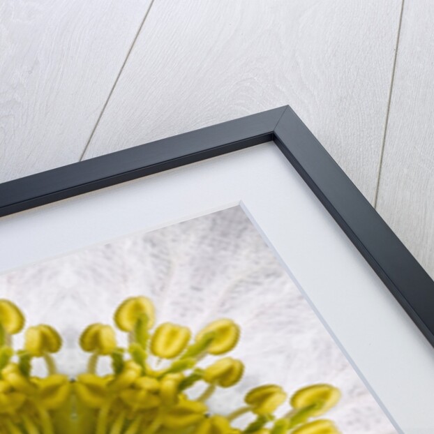 Kaleidoscope of Clematis flower by Anonymous