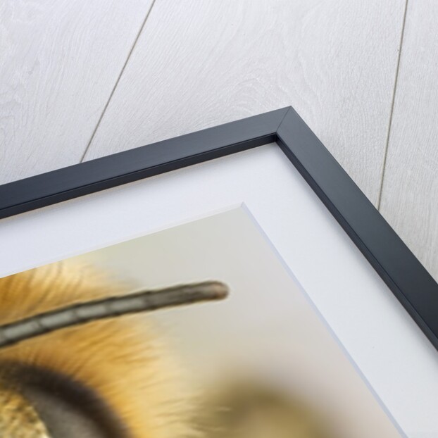 Close-up of honey bee by Anonymous