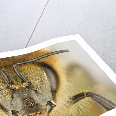 Close-up of honey bee by Anonymous