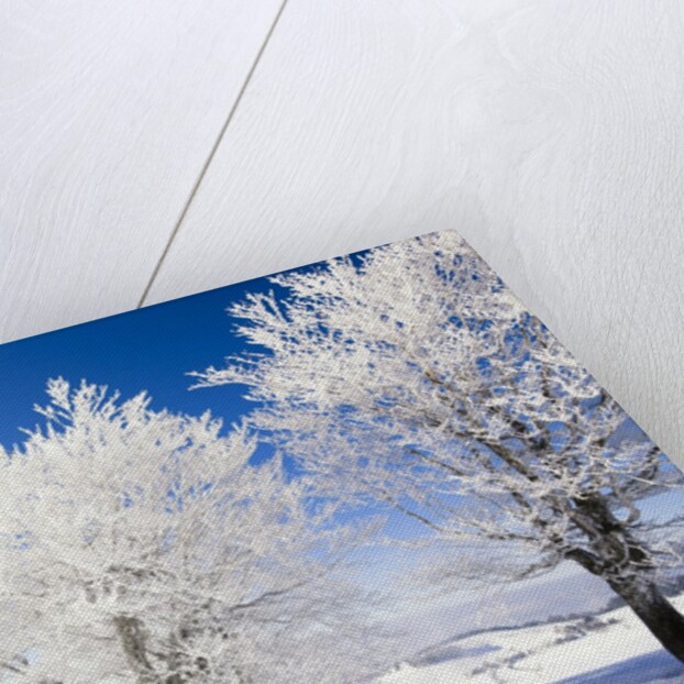 Frost-covered beech trees in Black Forest by Anonymous