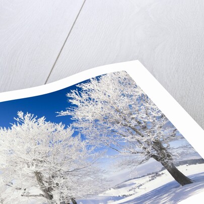 Frost-covered beech trees in Black Forest by Anonymous