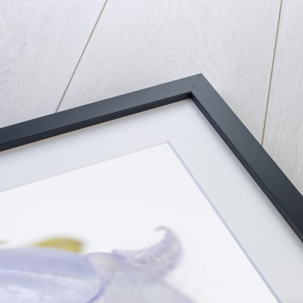 Bearded Bellflower by Anonymous