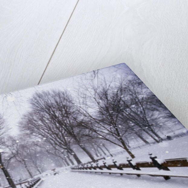 Central Park in winter by Anonymous