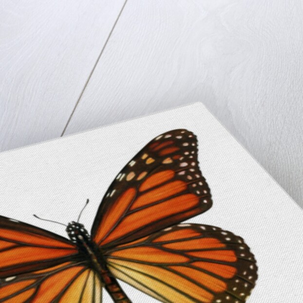 Another Monarch Butterfly by Anonymous