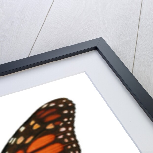 Another Monarch Butterfly by Anonymous