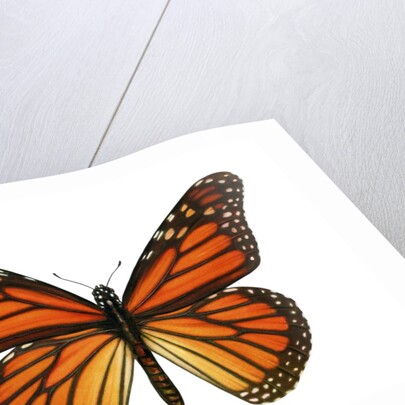 Another Monarch Butterfly by Anonymous