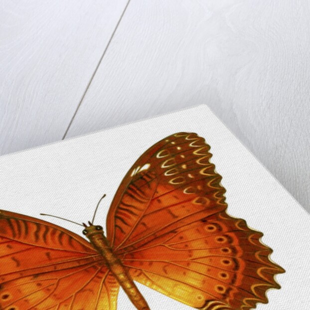 A Lacewing Butterfly by Anonymous