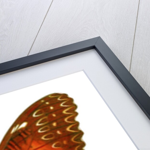 A Lacewing Butterfly by Anonymous