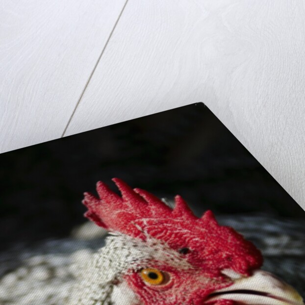 Male chicken by Anonymous