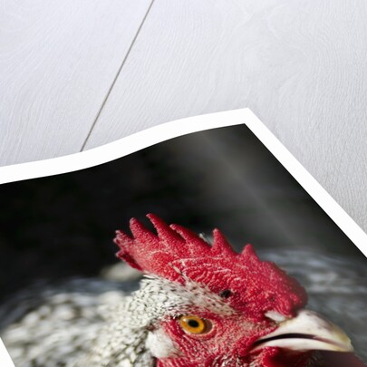 Male chicken by Anonymous