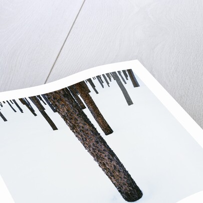 Tree Trunks in Snow by Anonymous