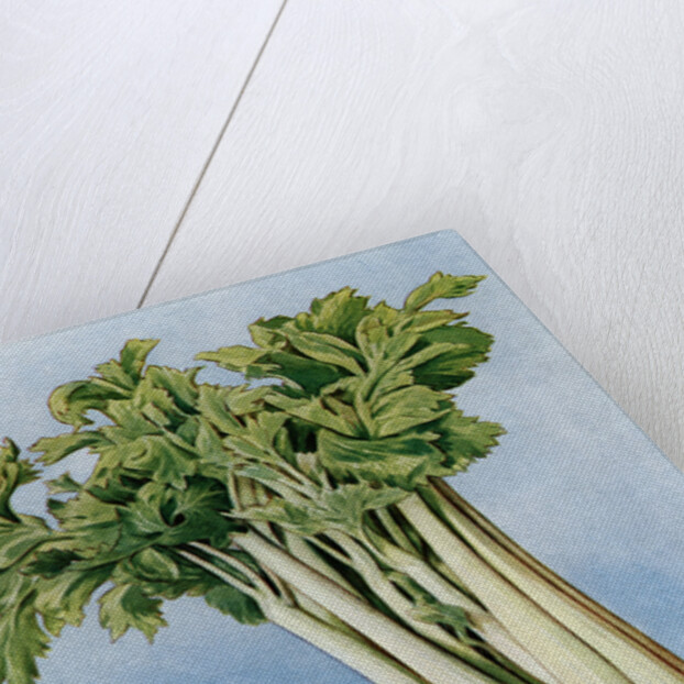 Illustration of celery by Anonymous