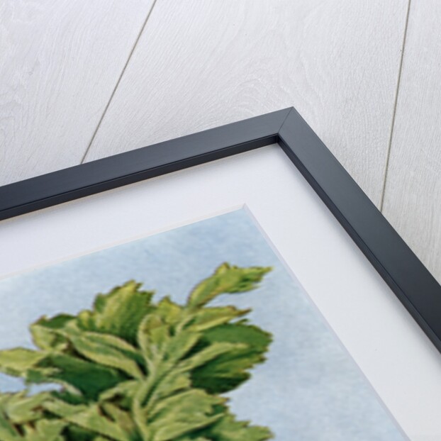 Illustration of celery by Anonymous