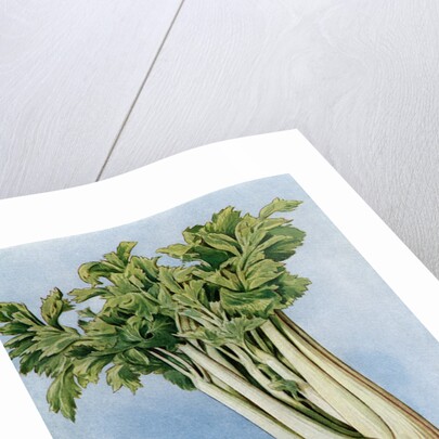 Illustration of celery by Anonymous