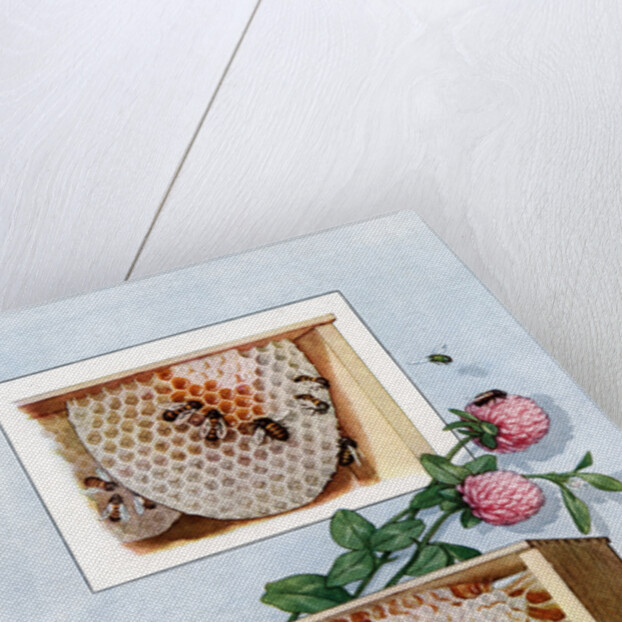 Illustration of bees making clover honey in propagation boxes by Anonymous