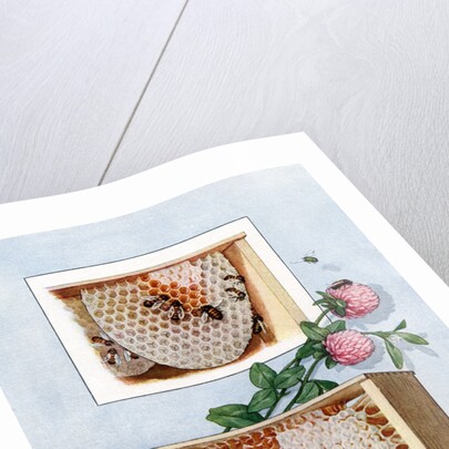 Illustration of bees making clover honey in propagation boxes by Anonymous
