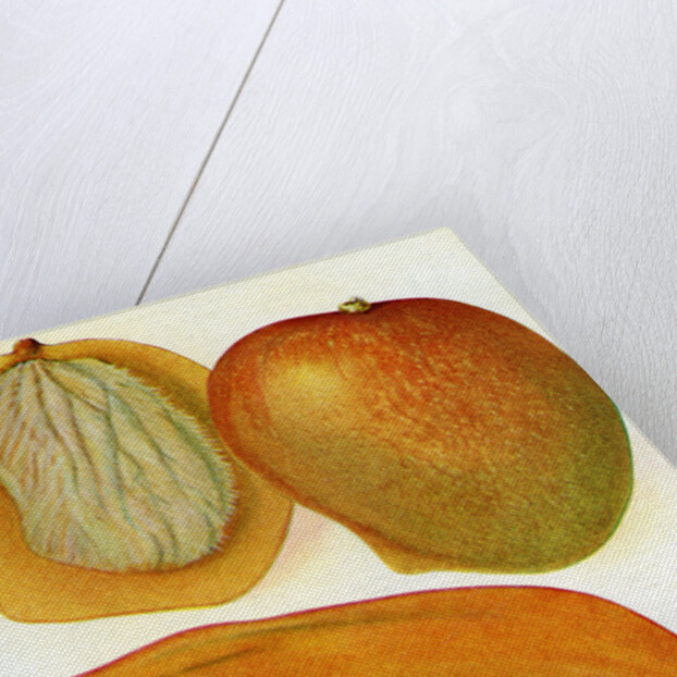 Illustration of mangoes by Anonymous